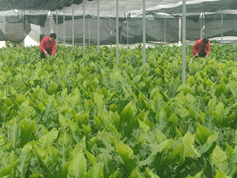 龙南山苏菜