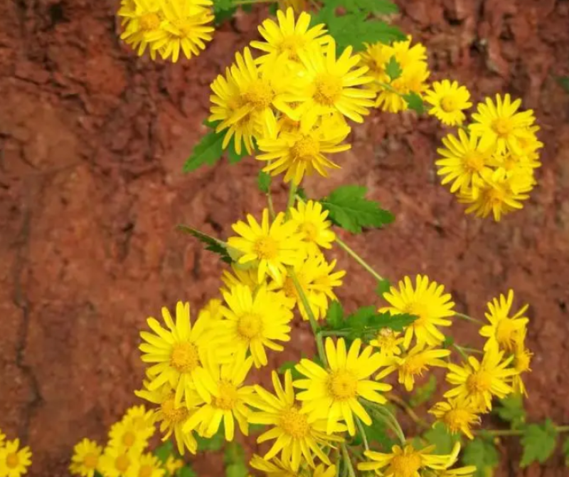 野菊花
