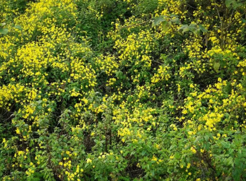 野菊花
