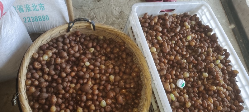 野生肾蕨果，凤凰蛋，石黄皮，现采现发