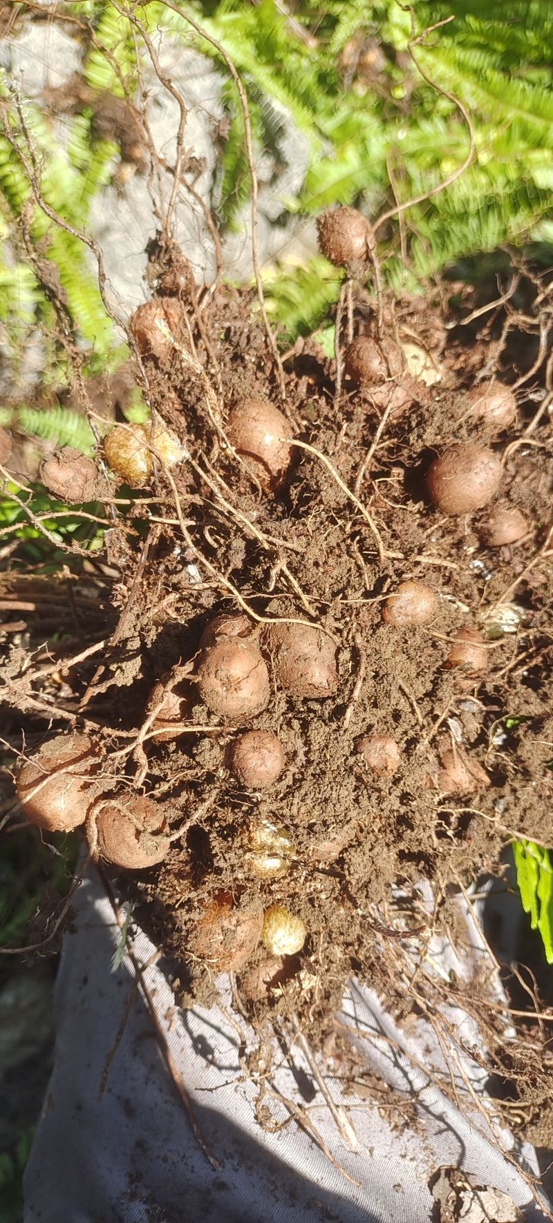 野生肾蕨果，凤凰蛋，石黄皮，现采现发