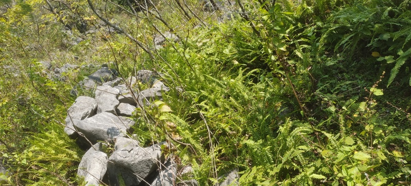 野生肾蕨果，凤凰蛋，石黄皮，现采现发
