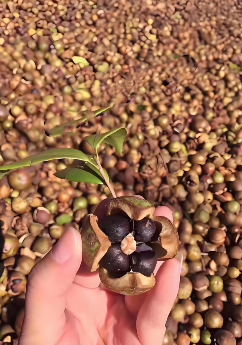 山茶籽油