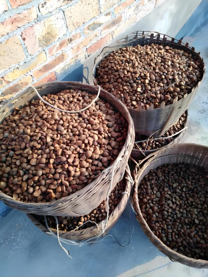 山茶籽油