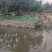 散养马岗鹅