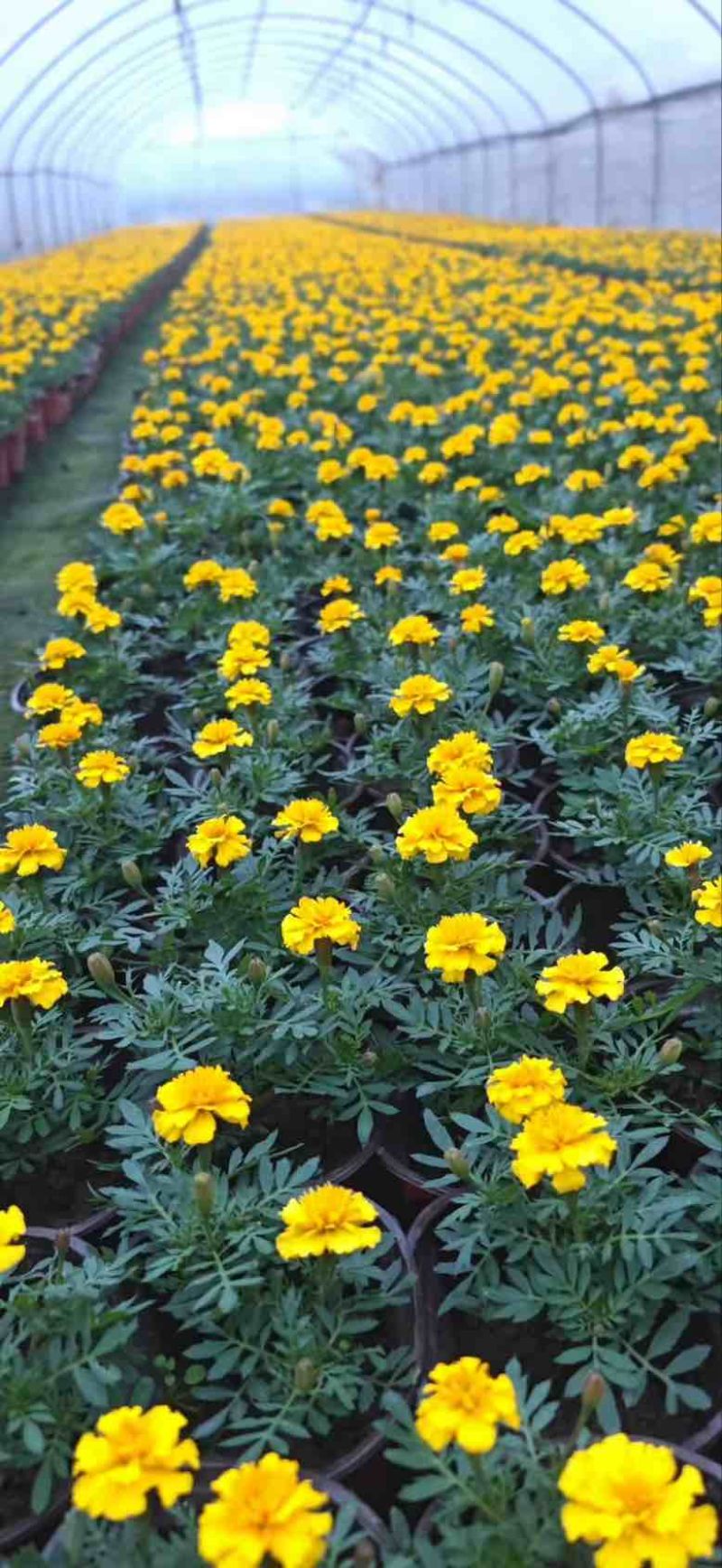 成都孔雀草基地