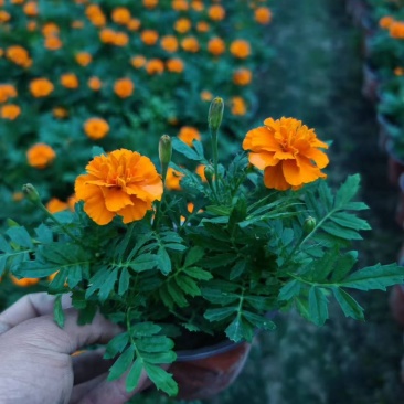 成都孔雀草基地