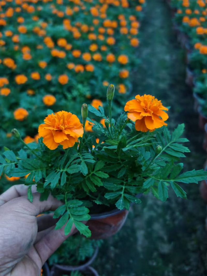 成都孔雀草基地