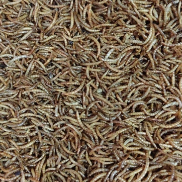 黄粉虫干