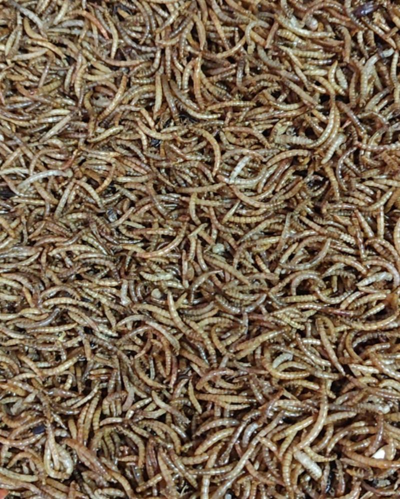 黄粉虫干