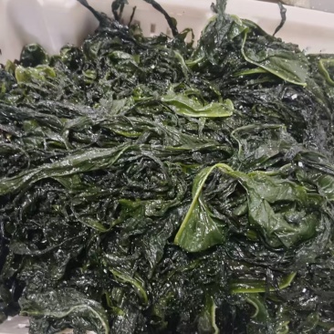盐渍脱水裙带菜叶菜尖产地直供。电商用（虫眼）