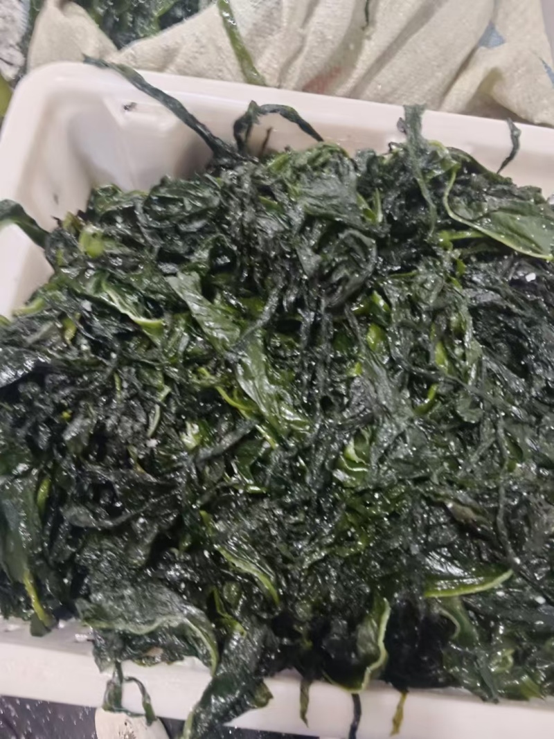 盐渍脱水裙带菜叶基本无盐可以烘干厂使用（无眼好菜）