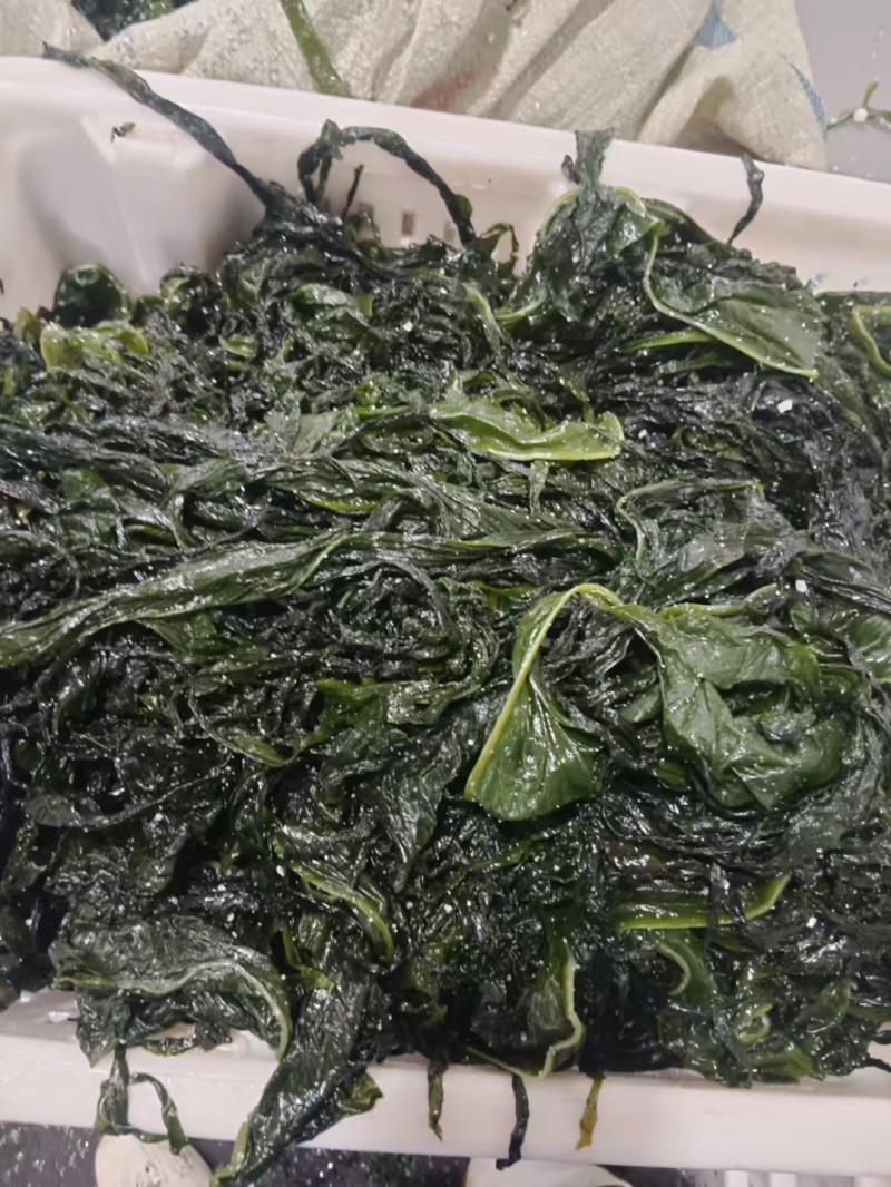 盐渍脱水裙带菜叶基本无盐可以烘干厂使用（无眼好菜）