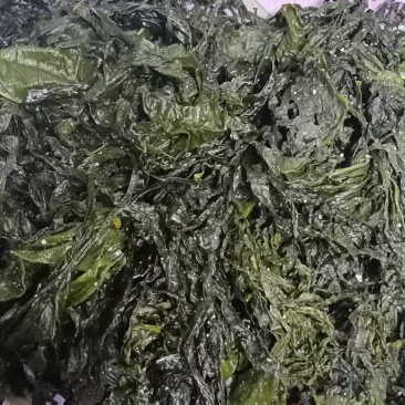 盐渍脱水裙带菜叶基本无盐可以烘干厂使用（无眼好菜）