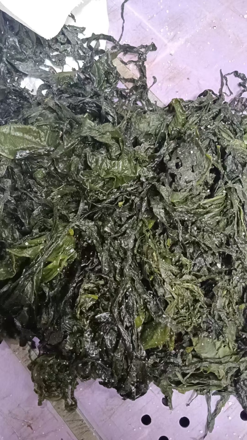 盐渍脱水裙带菜叶基本无盐可以烘干厂使用（无眼好菜）