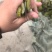 大连盐渍脱水裙带菜二级梗段。梗头