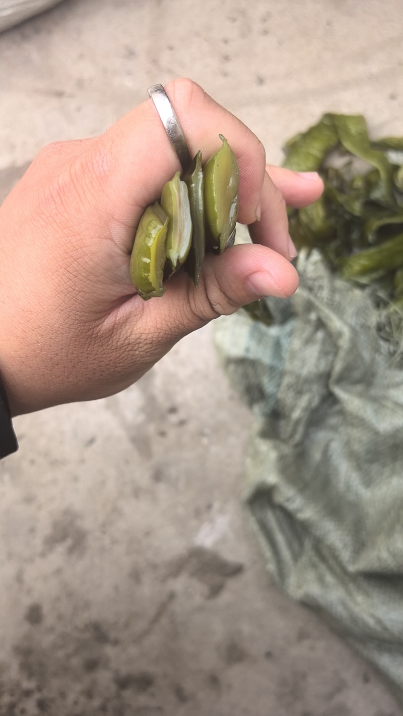 大连盐渍脱水裙带菜二级梗段。梗头