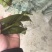 大连盐渍脱水裙带菜二级梗段。梗头