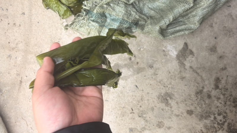 大连盐渍脱水裙带菜二级梗段。梗头