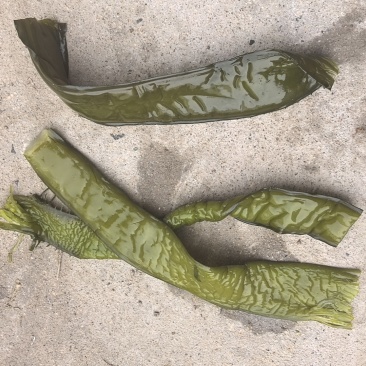 大连盐渍脱水裙带菜二级梗段。梗头