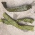 大连盐渍脱水裙带菜二级梗段。梗头
