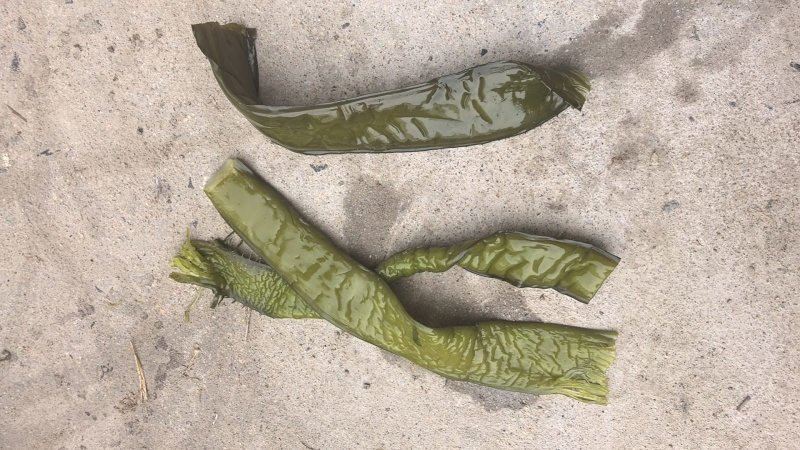 大连盐渍脱水裙带菜二级梗段。梗头