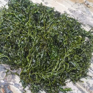 马尾草直发