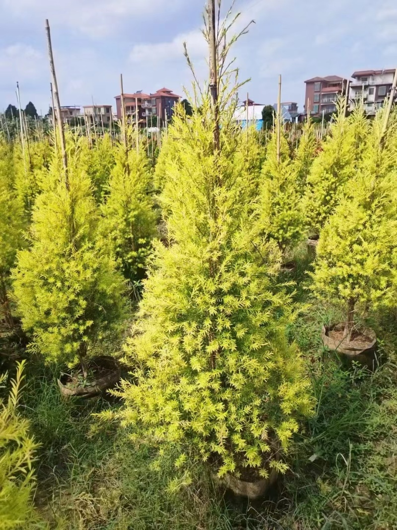 黄金香柳
