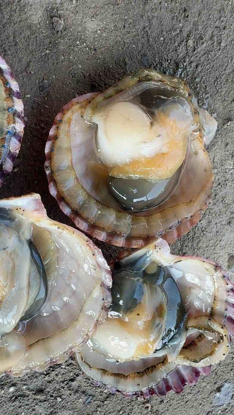 鲜活港湾贝每天现出小规格