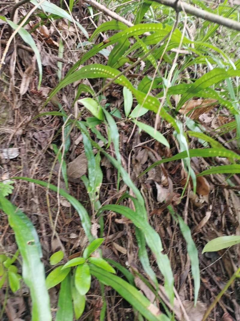 野生肾精草