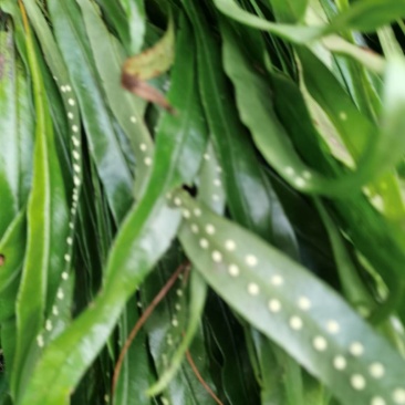 野生肾精草