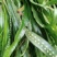 野生肾精草