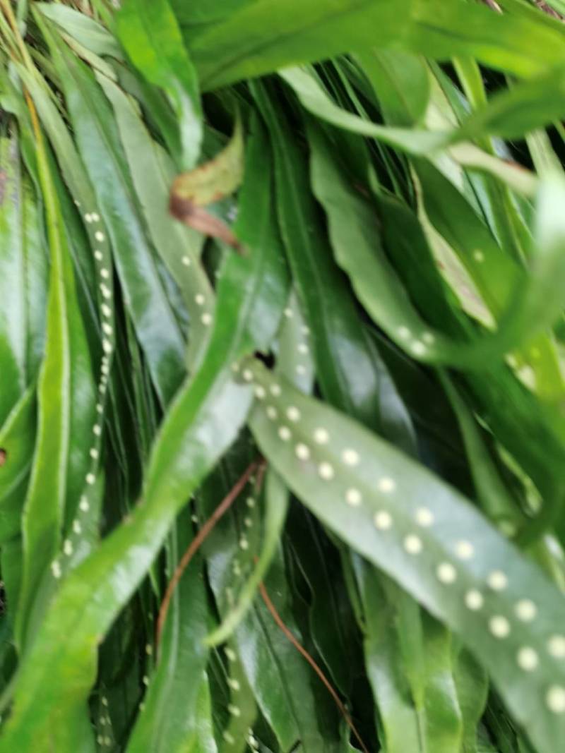 野生肾精草