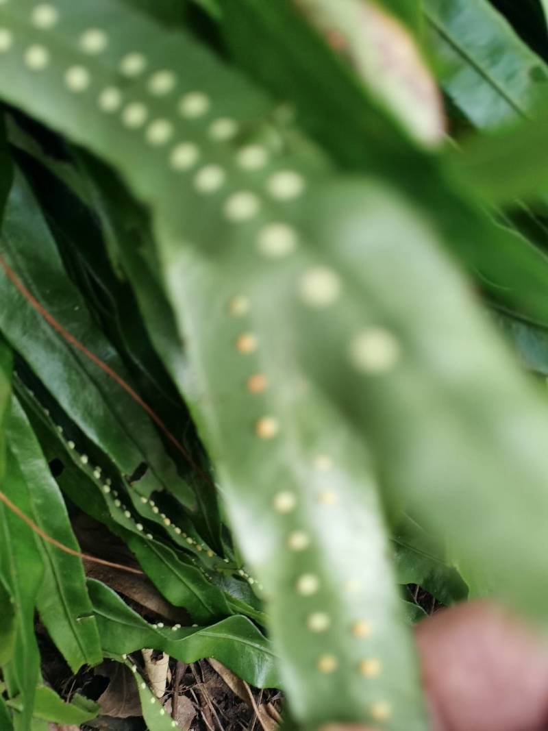 野生肾精草