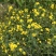野菊花