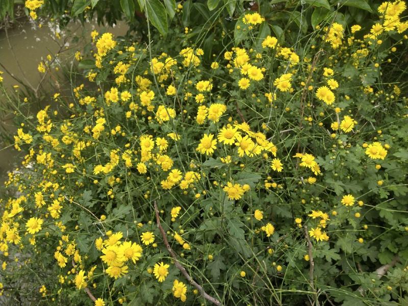 野菊花