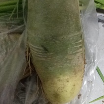 青萝卜