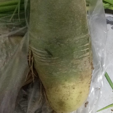 青萝卜