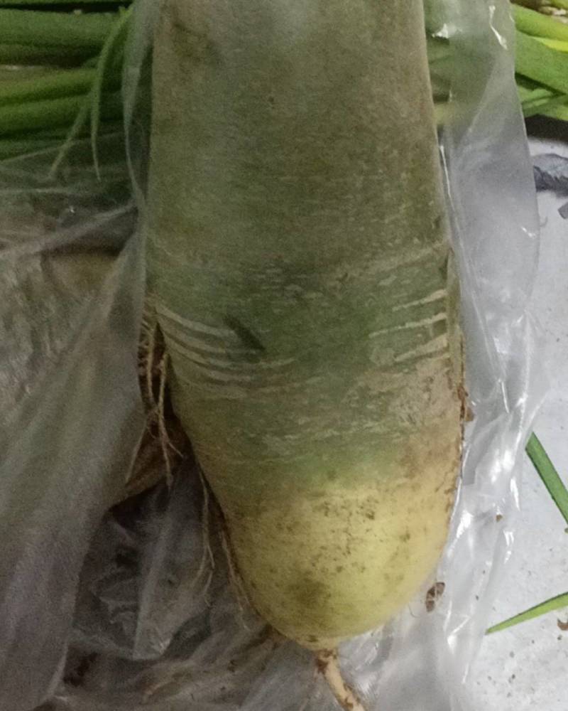 青萝卜