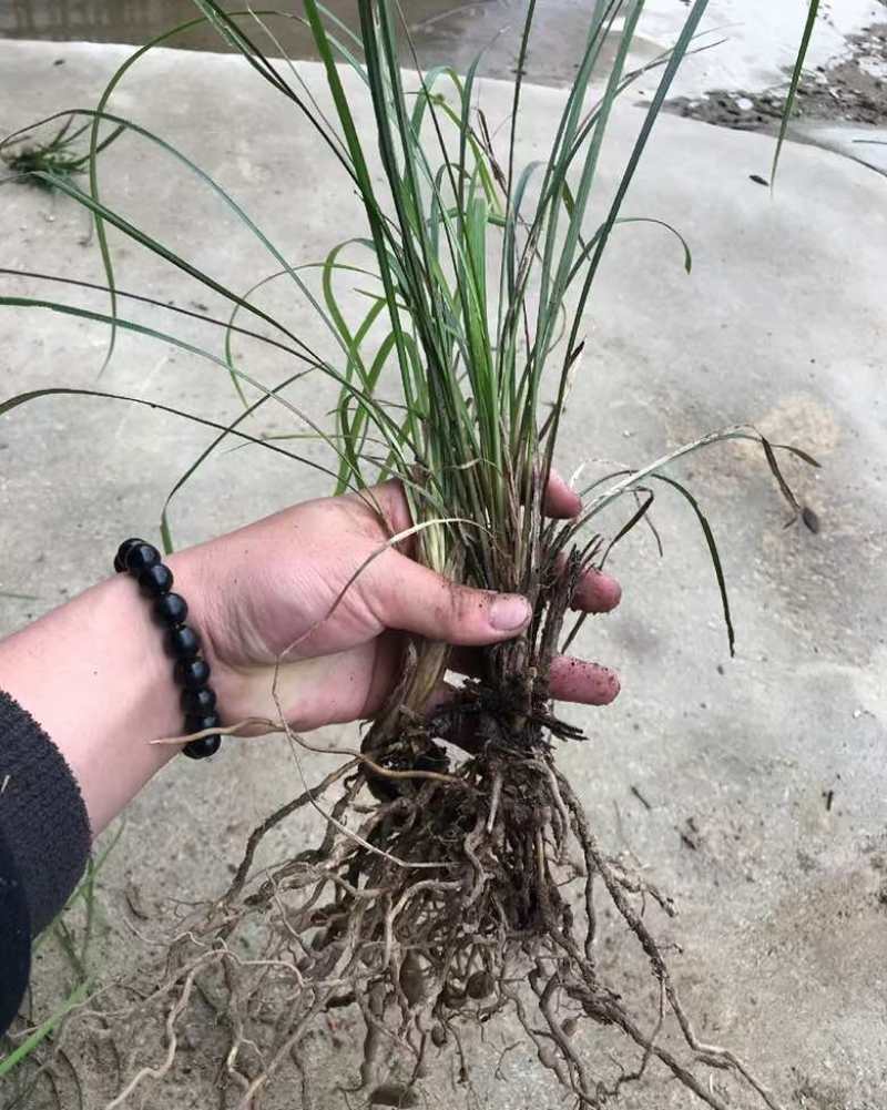 大麦冬三年苗