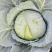莲花白