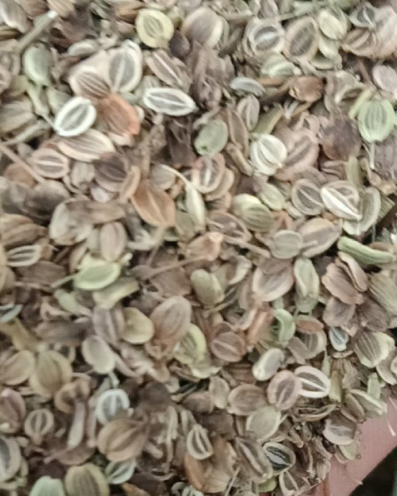 前胡种子