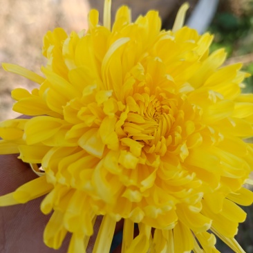 鲜金丝皇菊