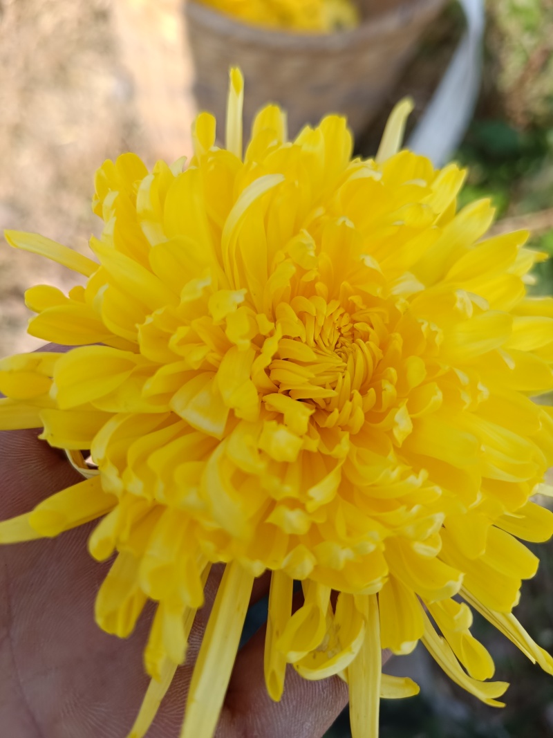 鲜金丝皇菊