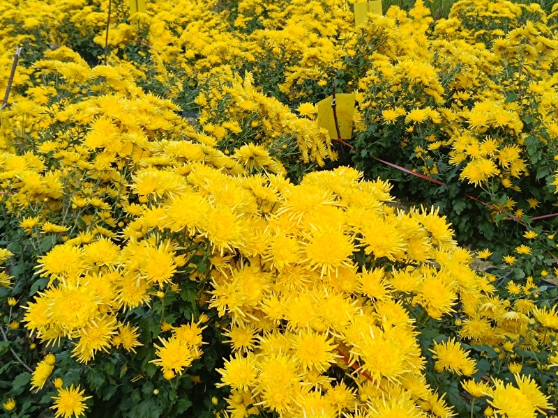 鲜金丝皇菊