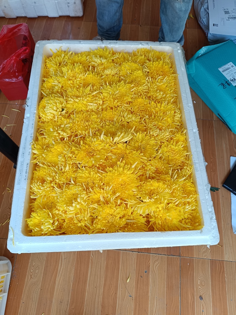 鲜金丝皇菊
