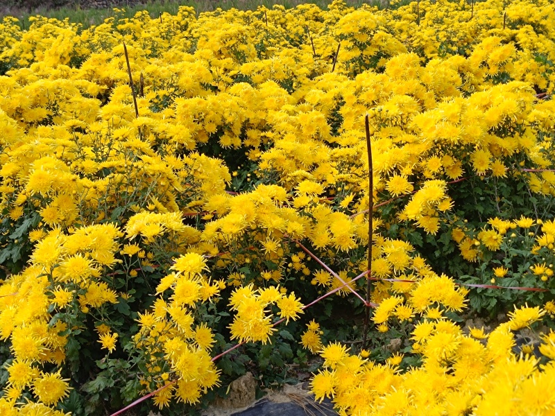 鲜金丝皇菊