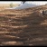 陕西榆林白玉山药，产地直供，大量批发，代收一条龙