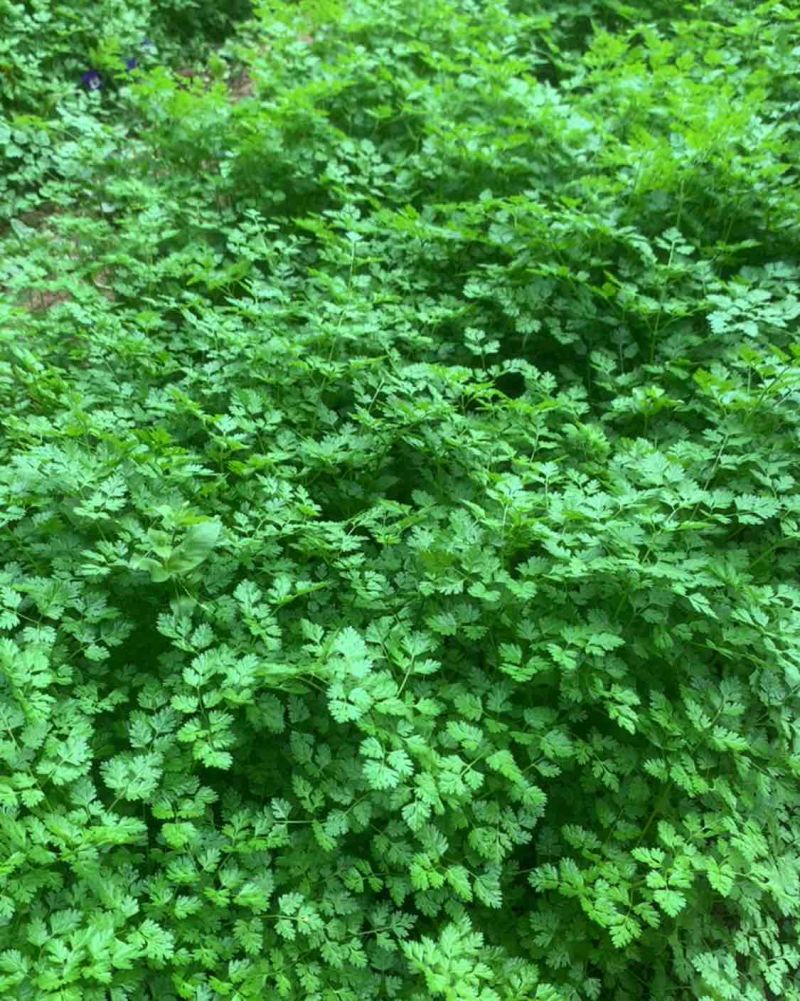 暖棚细叶芹