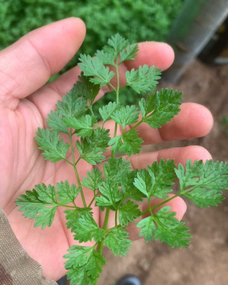 暖棚细叶芹